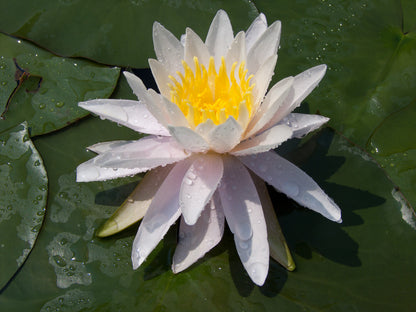 Rare Mature WaterLily - (3 Litre) - Odorata W.B. Shaw - M