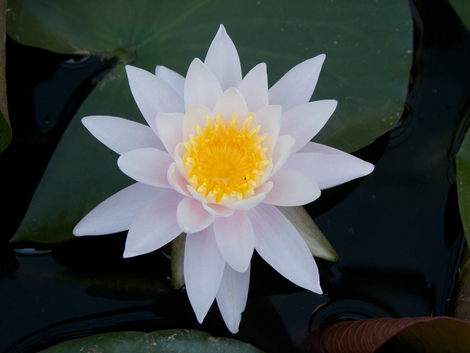 Rare Mature WaterLily - (3 Litre) - Odorata W.B. Shaw - M