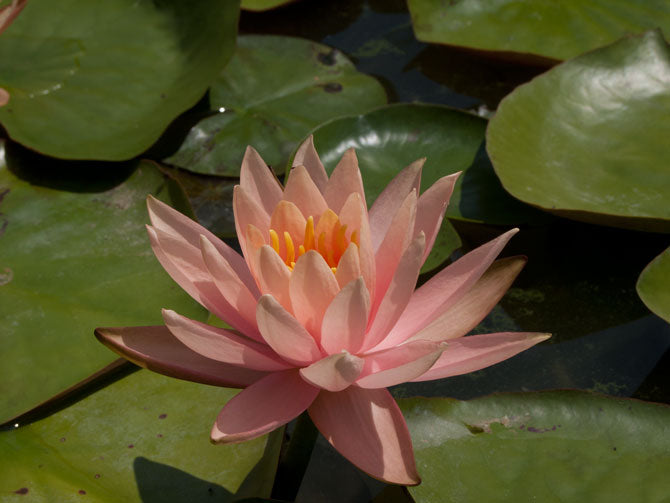 Mature WaterLily - (3 Litre) - Peaches and Cream - L/M