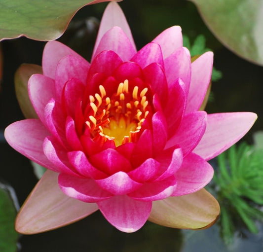 Rare Mature WaterLily - (3 Litre) - Perrys Super Red - L