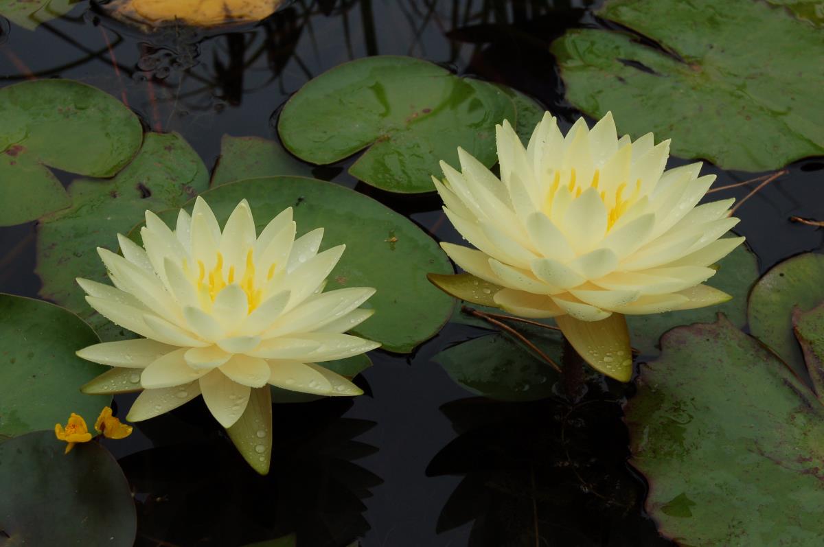 Rare Mature WaterLily - (3 Litre) - Perrys Double Yellow - M