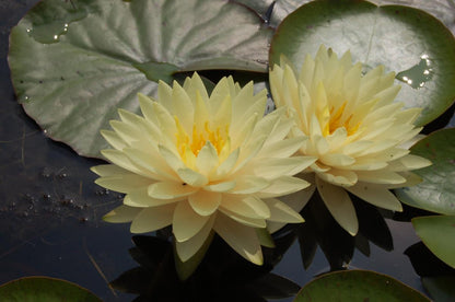 Rare Mature WaterLily - (3 Litre) - Perrys Double Yellow - M