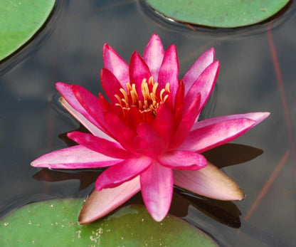 Rare Mature WaterLily - (3 Litre) - Perrys Red Star - M