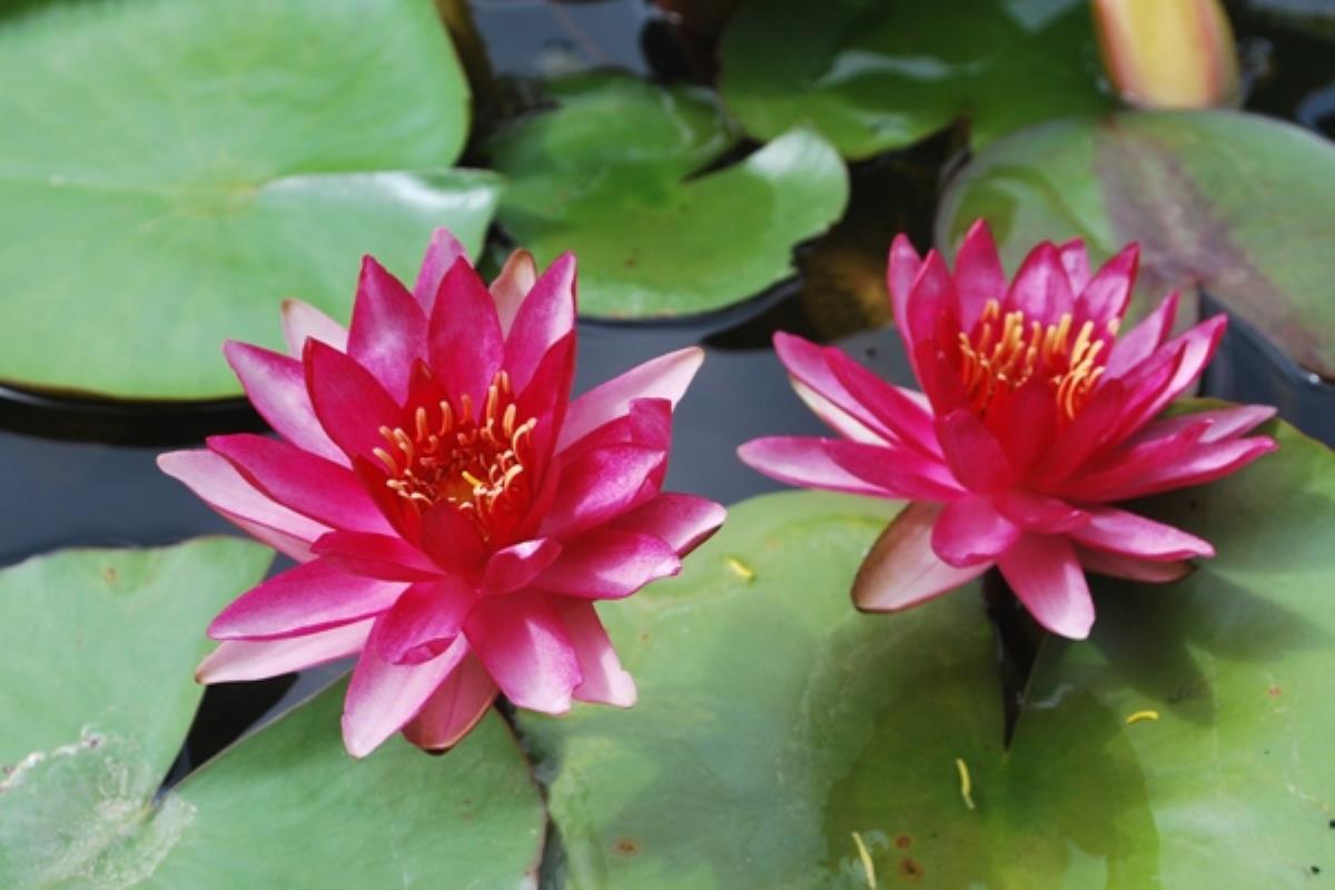 Rare Mature WaterLily - (3 Litre) - Perrys Red Star - M