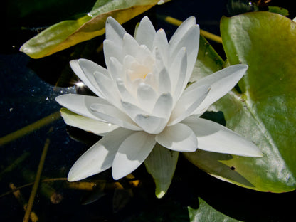 Mature WaterLily - (3 Litre) - Perrys Double White - L/M/S