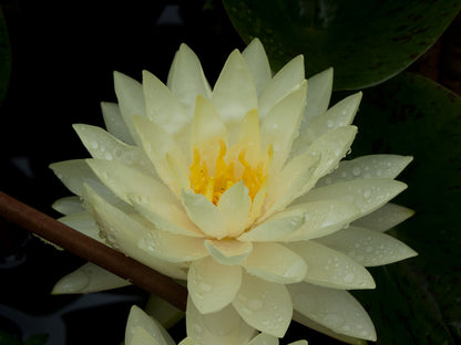 Rare Mature WaterLily - (3 Litre) - Perrys Double Yellow - M