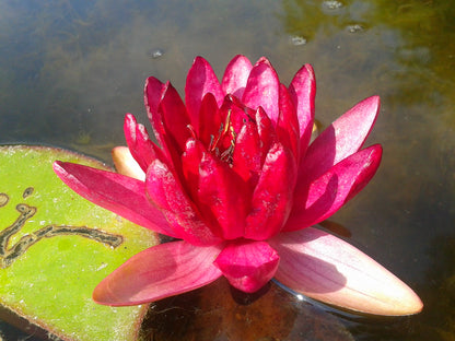 Mature WaterLily - (3 Litre) - Perrys Red Glow - M/S