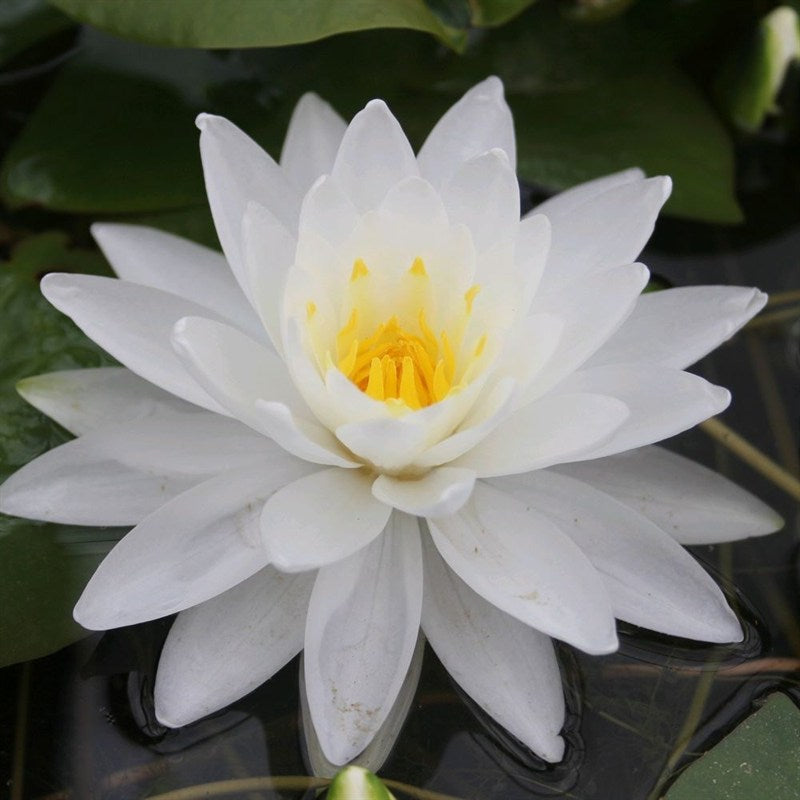 Mature WaterLily - (3 Litre) - Perrys Double White - L/M/S