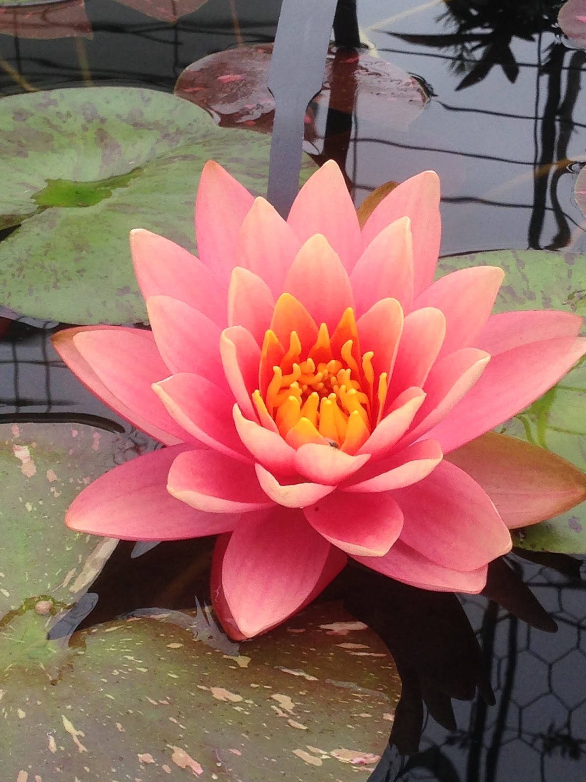 Rare Mature WaterLily - (3 Litre) - Perrys Orange Sunset - M