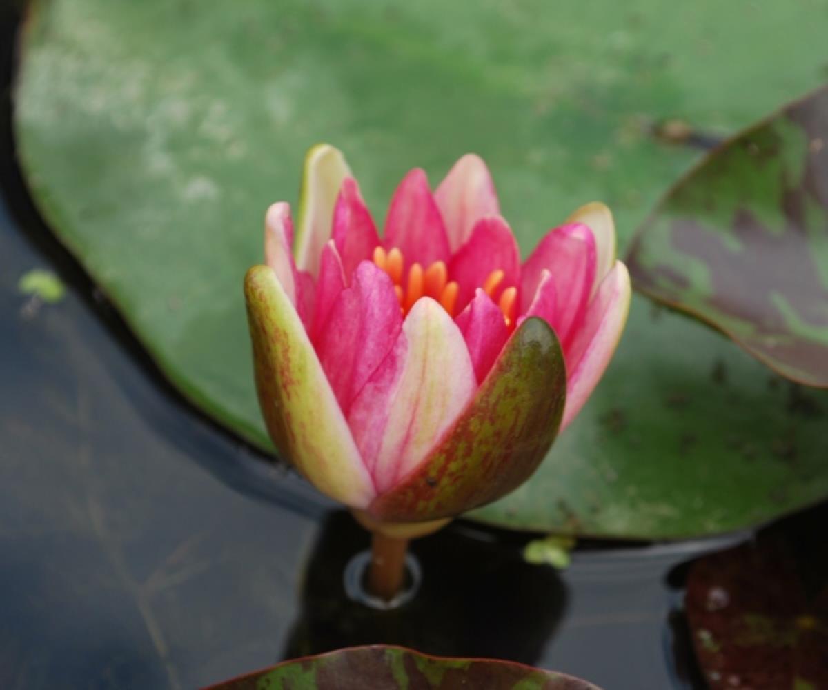 Rare Mature WaterLily - (3 Litre) - Phoebus - S