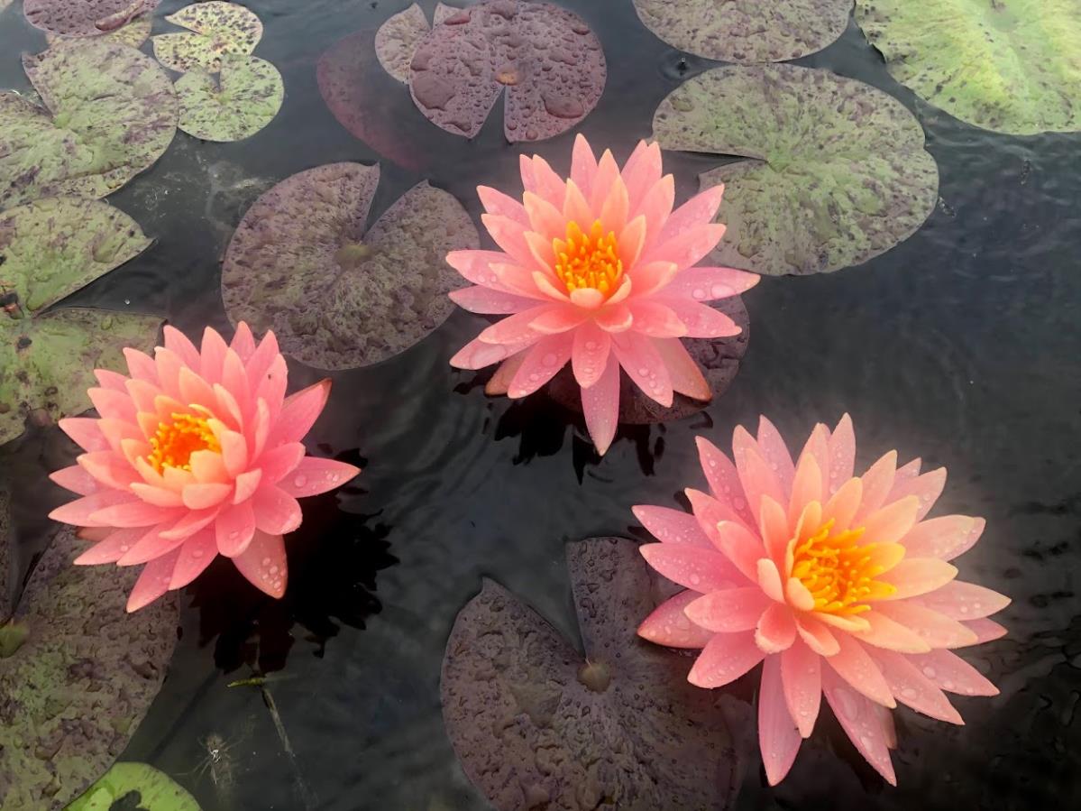 Rare Mature WaterLily - (3 Litre) - Pink Grapefruit - M