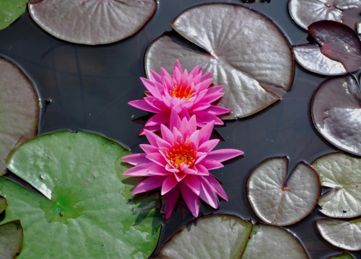 Rare Mature WaterLily - (3 Litre) - Pink Sunrise - L/M