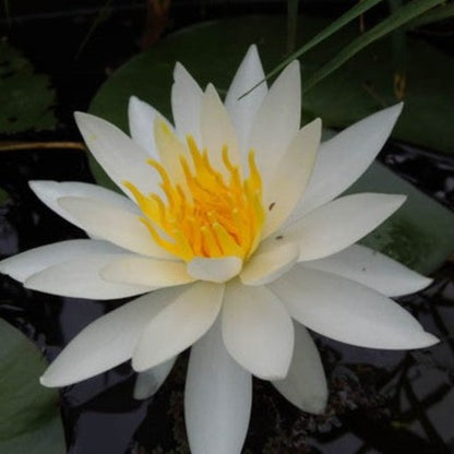 Mature WaterLily - (3 Litre) - Postlingberg - L/M