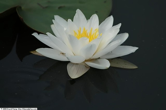 Mature WaterLily - (3 Litre) - Queen Of The Whites - M