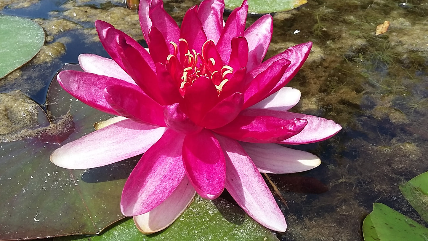 Mature WaterLily - (3 Litre) - Red Paradise - M