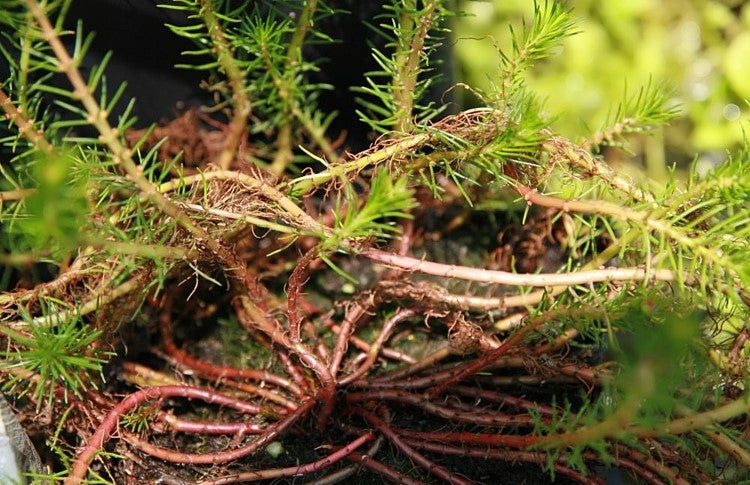 Red Stem Parrot's Feather - Myriophyllum Brasiliensis