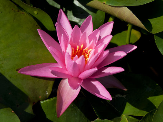 Mature WaterLily - (3 Litre) - Rose Arey (Hybrid) - M