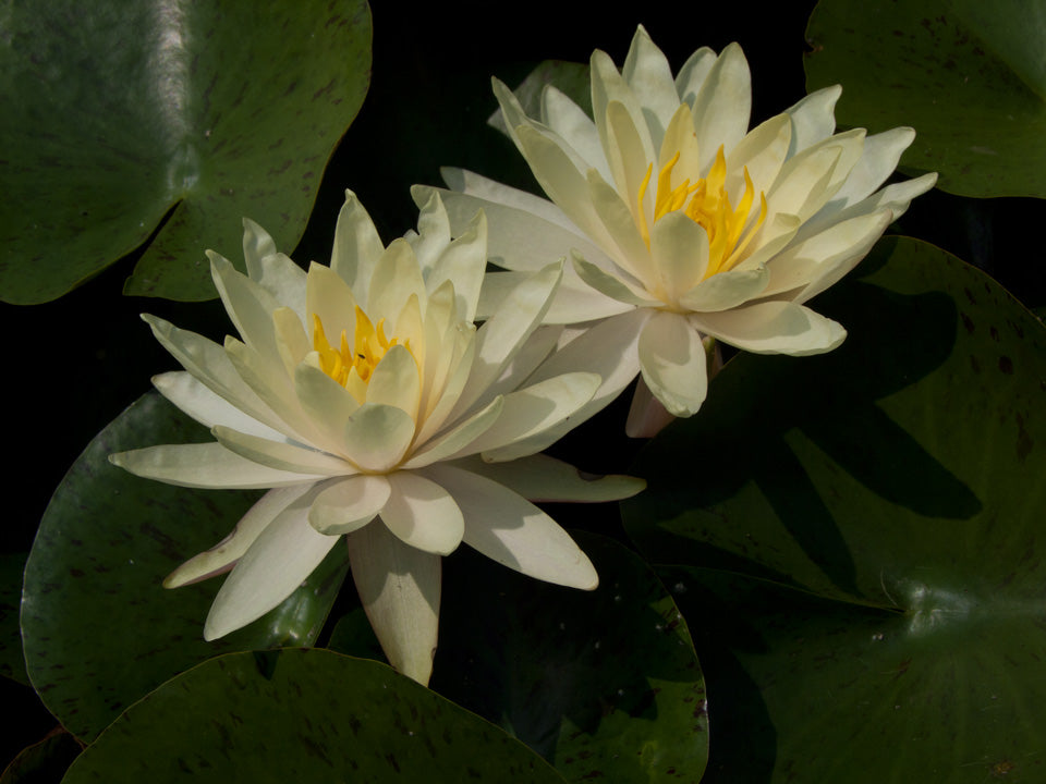 Mature WaterLily - (3 Litre) - Texas Dawn - L/M/S