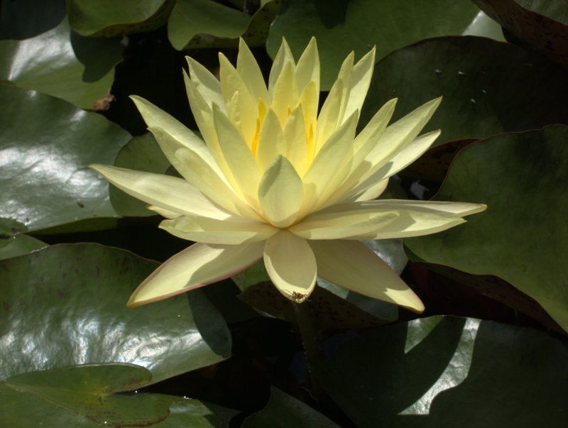 Mature WaterLily - (3 Litre) - Texas Dawn - L/M/S