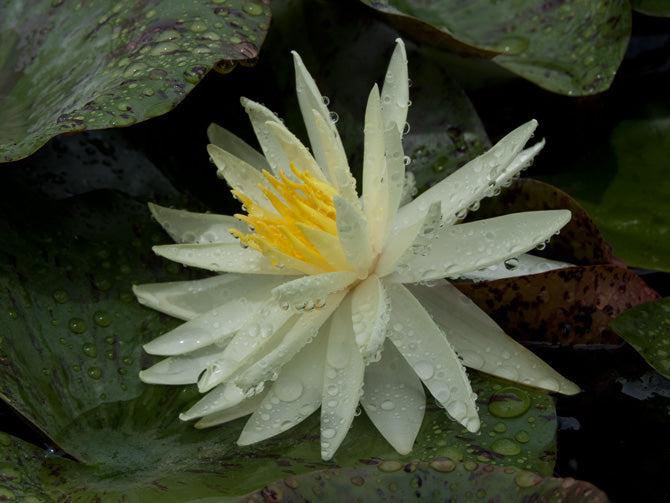 Mature WaterLily - (3 Litre) - Yellow Queen - M