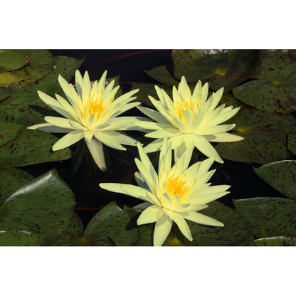 Mature WaterLily - (3 Litre) - Yellow Queen - M